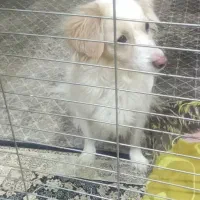 واگذاری سگ|سگ|تهران, یافت آباد جنوبی|دیوار