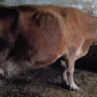 گاو سمینتال اصل