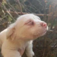 دوعدد سگ‌پاکوتاه خوشگل