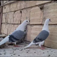 کبوتر نرو ماده گراف سبز عتیقه