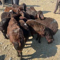 گوسفند همراه بره بزرگ