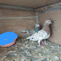 کبوتر|پرنده|محمدیه-قزوین, |دیوار