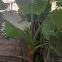 گل ادم بابا