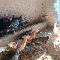 بوقلمون|حیوانات مزرعه|دشتابی, |دیوار