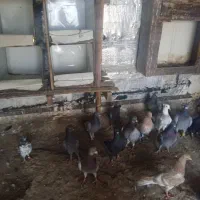 کبوتر پلاکی ورنگی دونهای 80دیر