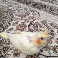 عروس