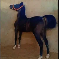 نریون مشکی نوه پویا بقایی