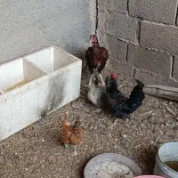 خروس زینتی|حیوانات مزرعه|قرچک, میرزائی شمالی|دیوار