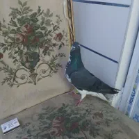 کبوتر دمگیر کاشانی  ساتن|پرنده|خمینی‌شهر, |دیوار