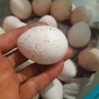 تخم بوقلمون|حیوانات مزرعه|ایذه, |دیوار