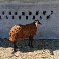 بره نر همو