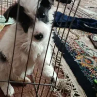 توله سگ جیبی .عروسکی