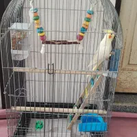 عروس هلندی