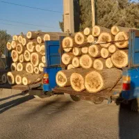خرید چوب صنوبر ومیوه ای
