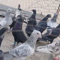 ۱۷تا نرسوراخ میپرونم میدم تحویل