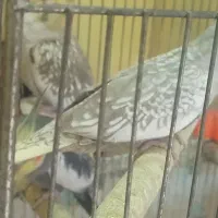 جوجه عروس هلندی نر