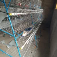 فروش قفس مرغ تخمگذار