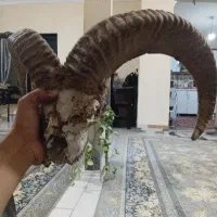 شاخ