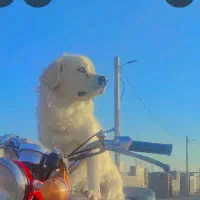 سگ پاکوتاه نر