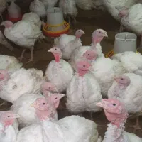 بوقلمون بیوتی گوشتی