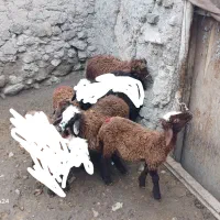 بره ۴راس ماده  واسه نگهداری جفتی ۱۵میلیون|حیوانات مزرعه|اردبیل, |دیوار