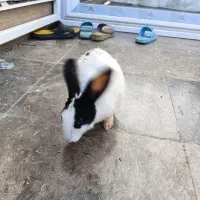 واگذاری خرگوش