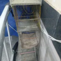 قفس|لوازم جانبی حیوانات|سبزوار, چهارراه فرودگاه|دیوار