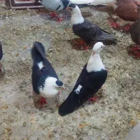 کبوتر رنگی سله امید