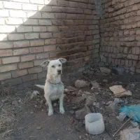سگ ماده|سگ|نیشابور, رحمت آباد|دیوار