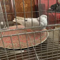 کبوتر سرور زینتی اصیل