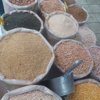گندم بذر صدرا