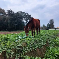 مادیان 7ماه شکم داره کرش هم 8ماهه