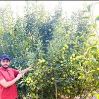 نهال گردو بادام بلوبری پسته در نهالستان فردا نهال|خدمات باغبانی و درختکاری|تهران, آذربایجان|دیوار
