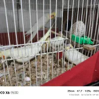 عروس هلندی با تخم و جوجه|پرنده|مشهد, کشف|دیوار