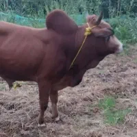 ورزا کوله آث