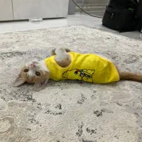 واگذاری بچه گربه دی اس اچ