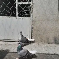 کفتر|پرنده|فردیس, سرحدی|دیوار