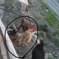 خروس‌گلین