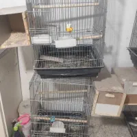 قفس عروس هلندی  و طوطی 1033