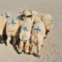 ۱۲راس بره نر قلمدار|حیوانات مزرعه|جیرفت, |دیوار