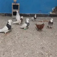 کبوتر