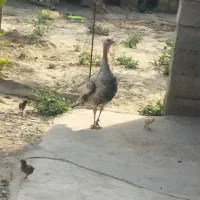 فروش بوقلمون