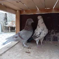 کفتر گرفتنی نر قاره ماده سرکه ای پیس پرشی