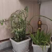 گل فروشی|گل و گیاه طبیعی|سقز, |دیوار