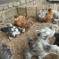 جوجه برهما و سلطان