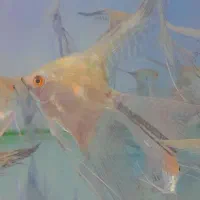 حراج ماهی انجل|ماهی|اردبیل, |دیوار