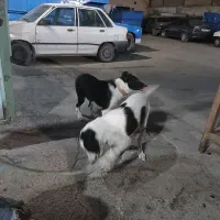 سگ سه ماه هست