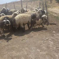 بره|حیوانات مزرعه|بربرود, |دیوار