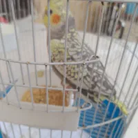 عروس هلندی سخنگو|پرنده|رشت, دخانیات|دیوار