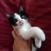 تعدادی بچه گربه خوشگل و ناز واگذاری رایگان|گربه|قم, لسانی|دیوار